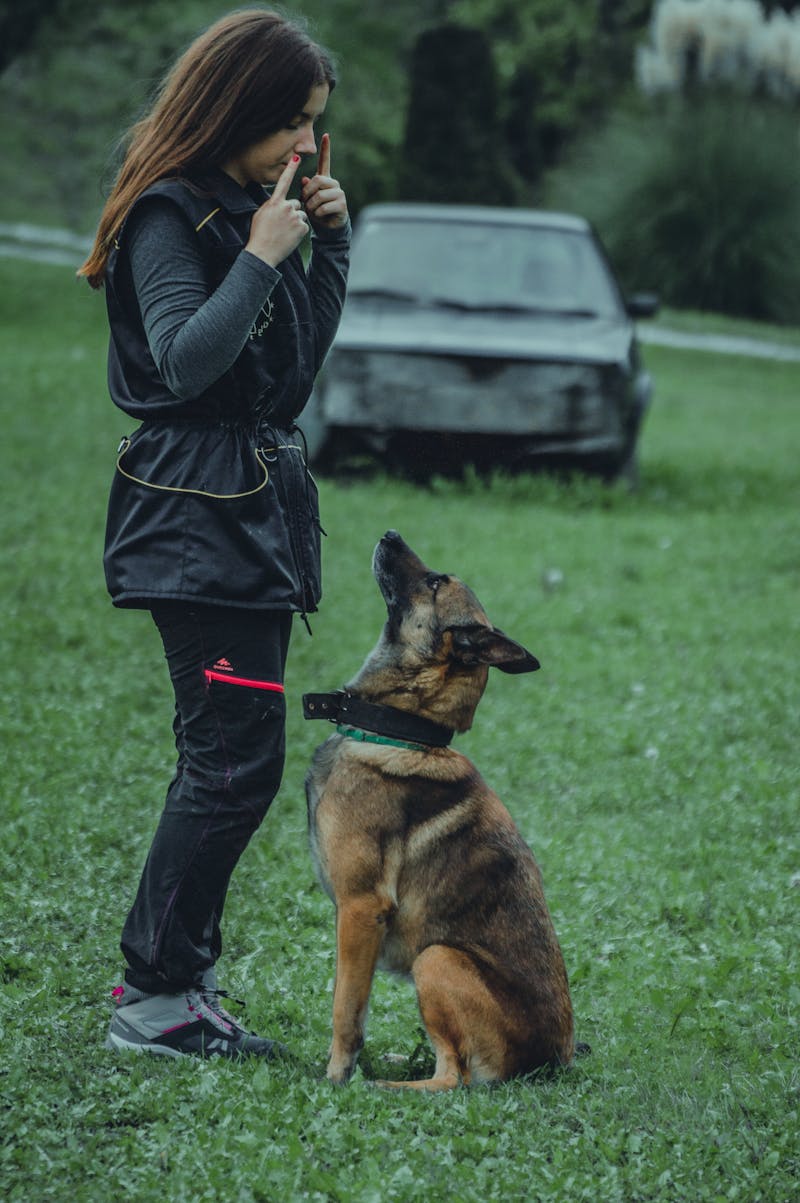 Professional dog trainer working with German Shepherd